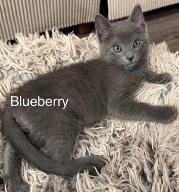 Enlarge Blueberry W, an adopted Domestic Short Hair in Fair Oaks, CA image 3/3