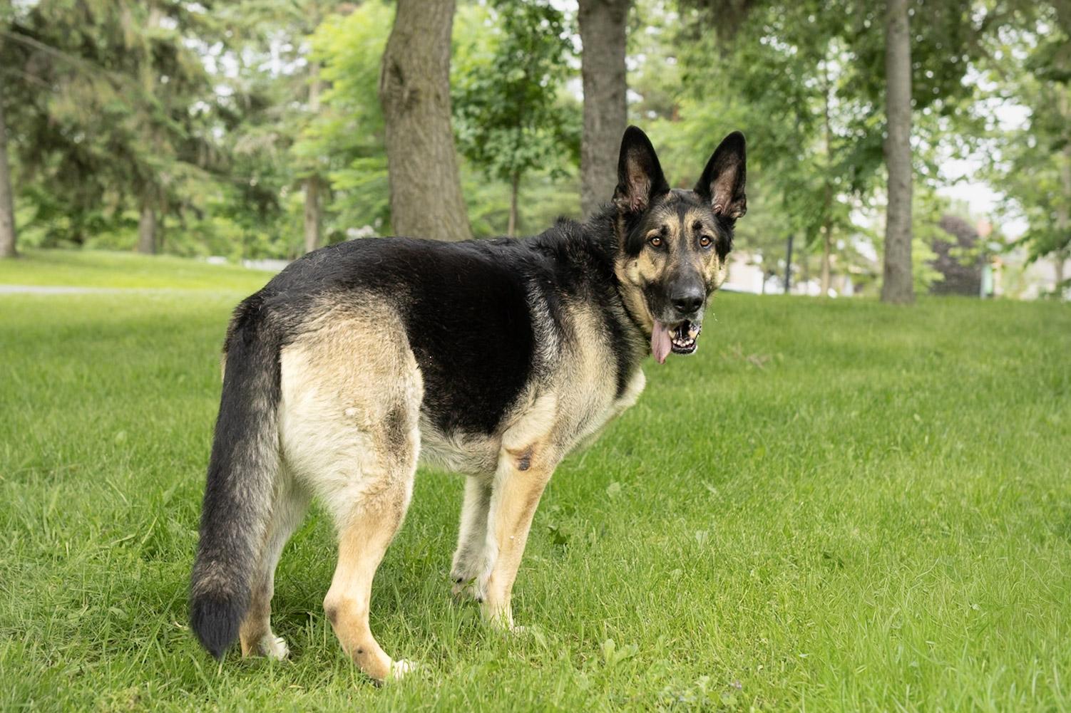 Enlarge Hercule, a Adoptable Mixed Breed in Montréal, QC image 4/6