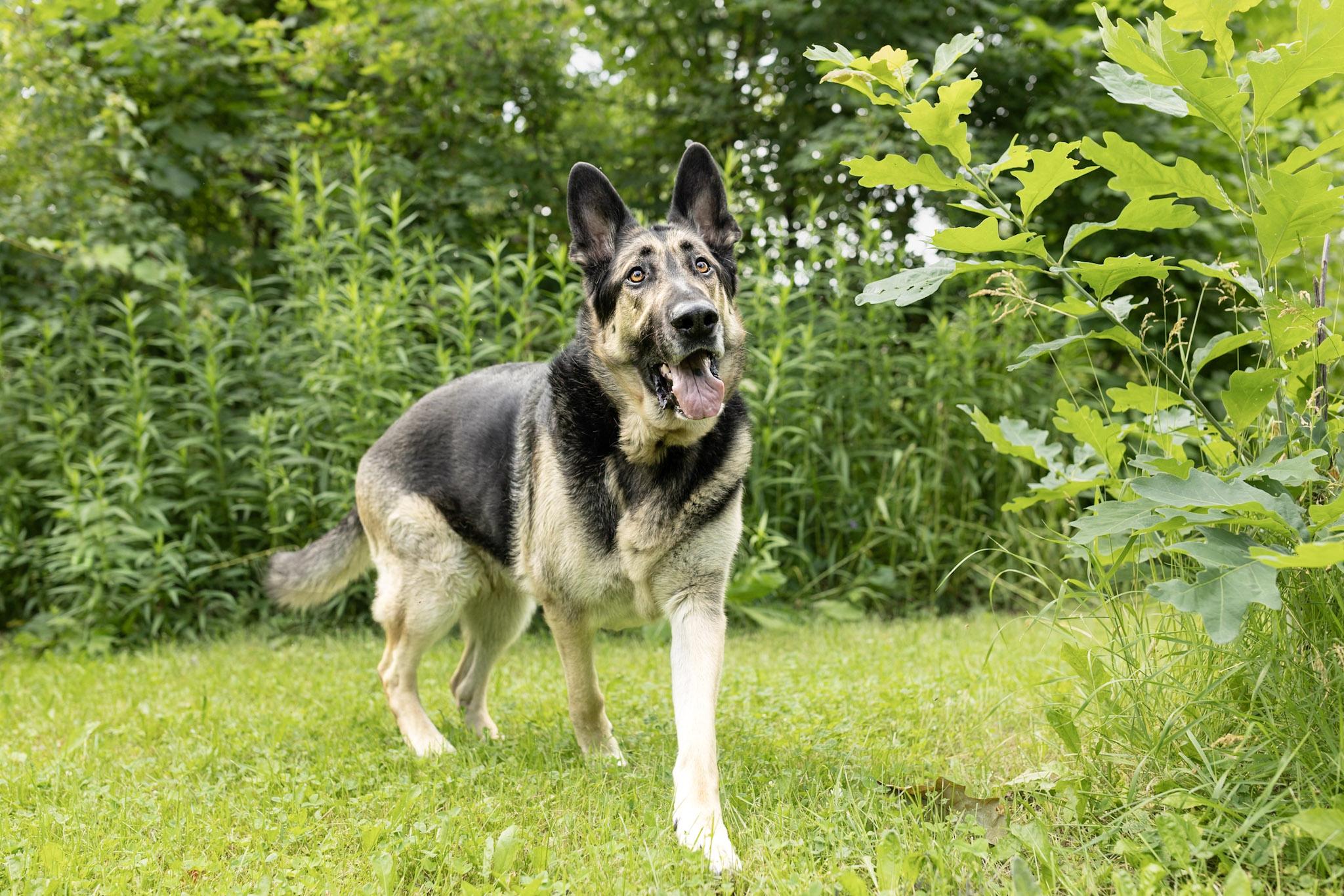 Enlarge Hercule, a Adoptable Mixed Breed in Montréal, QC image 1/6