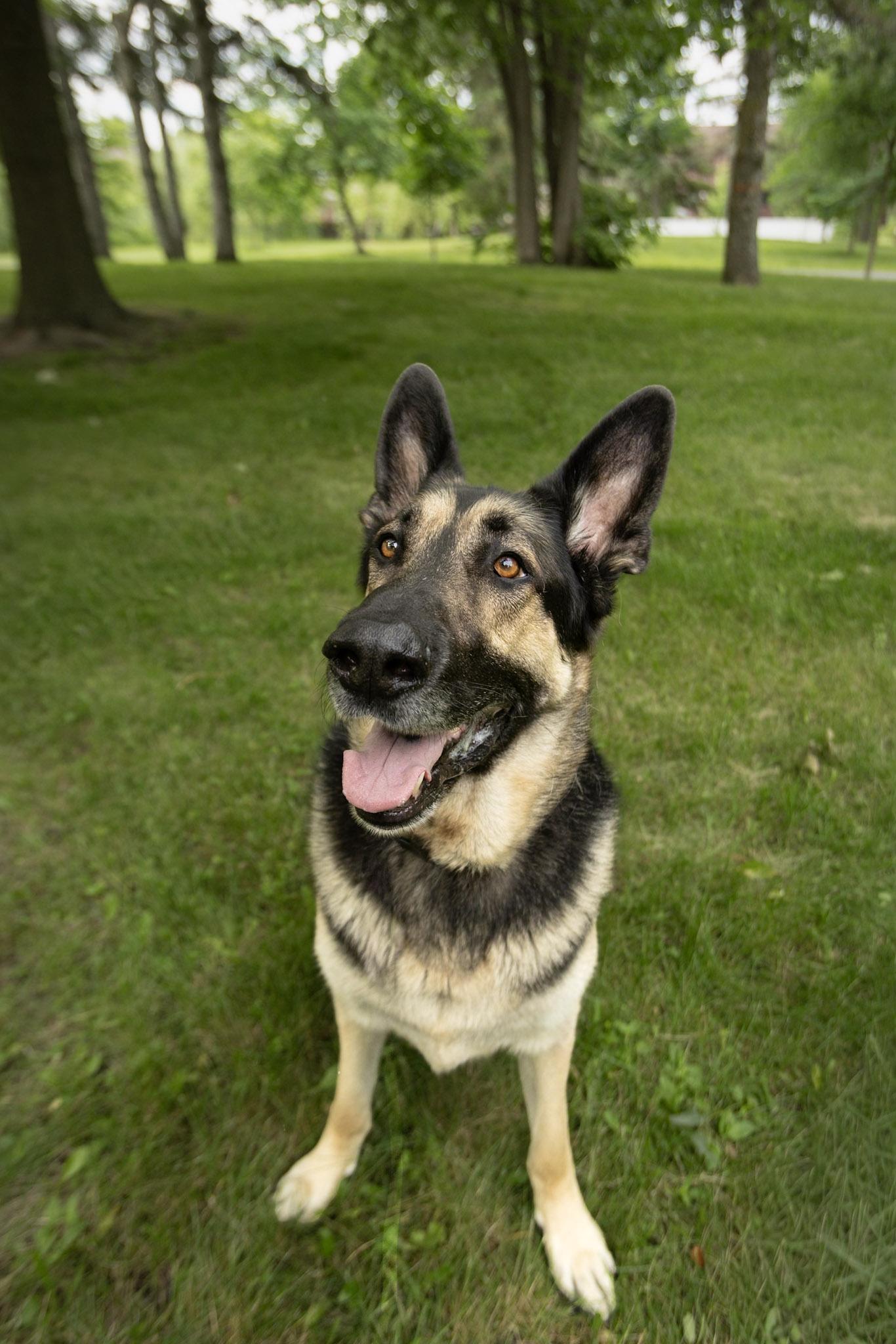 Enlarge Hercule, a Adoptable Mixed Breed in Montréal, QC image 2/6