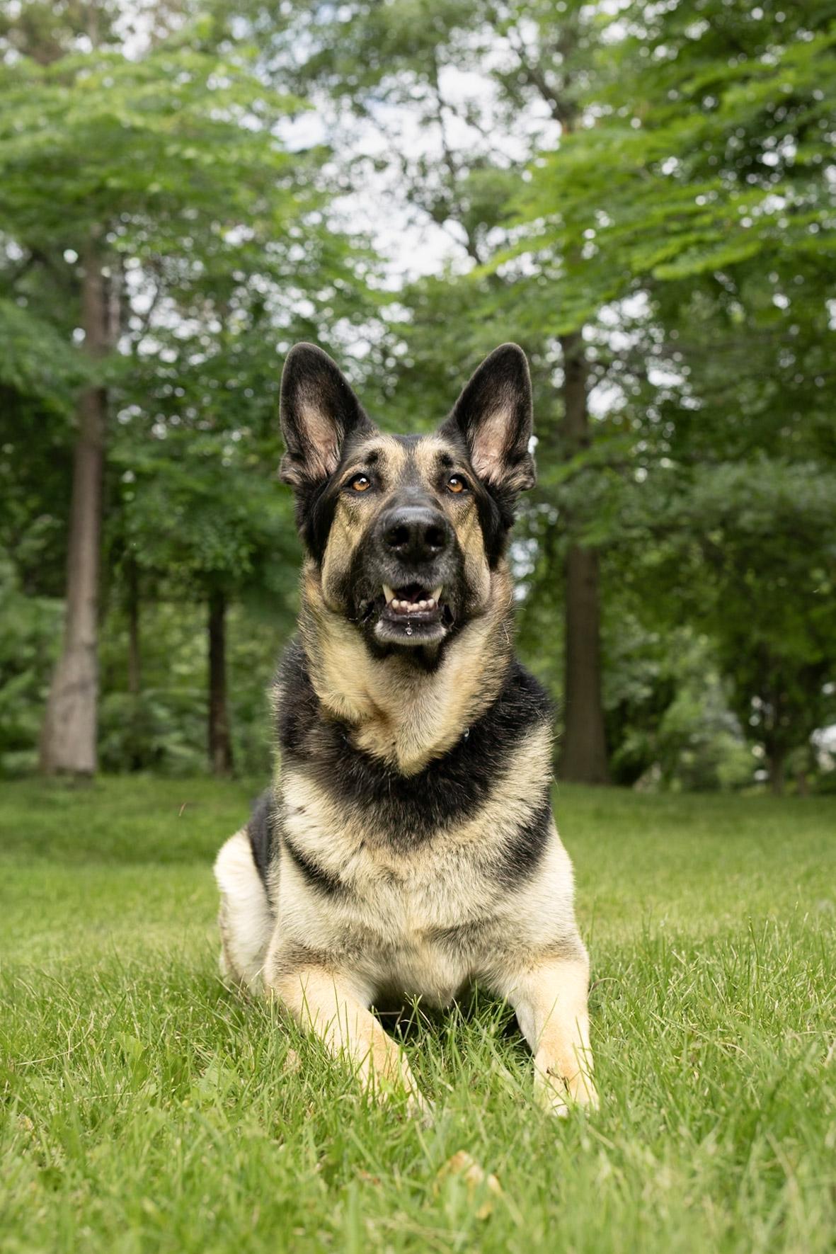 Enlarge Hercule, a Adoptable Mixed Breed in Montréal, QC image 5/6