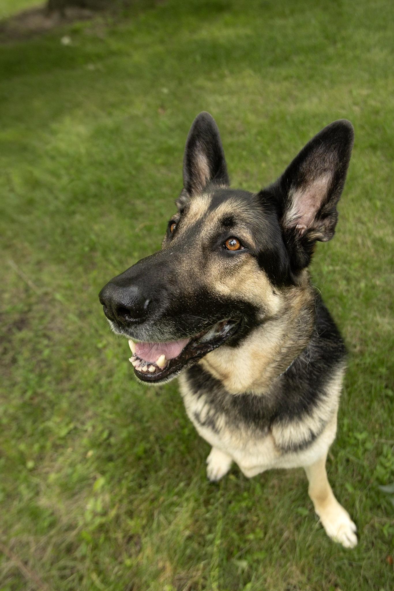Enlarge Hercule, a Adoptable Mixed Breed in Montréal, QC image 3/6