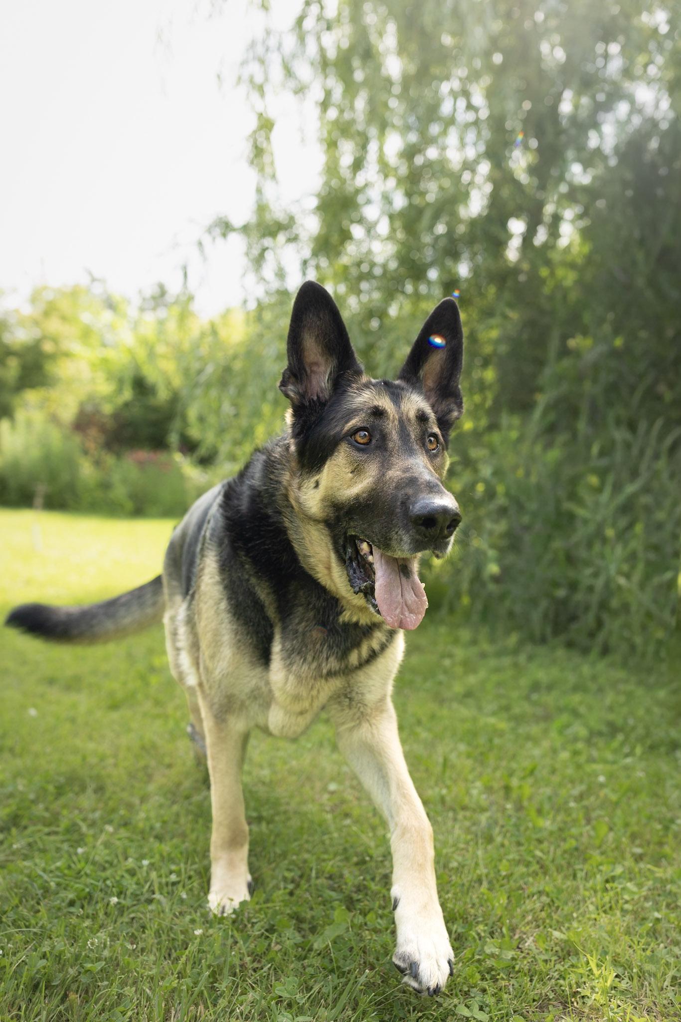 Enlarge Hercule, a Adoptable Mixed Breed in Montréal, QC image 6/6