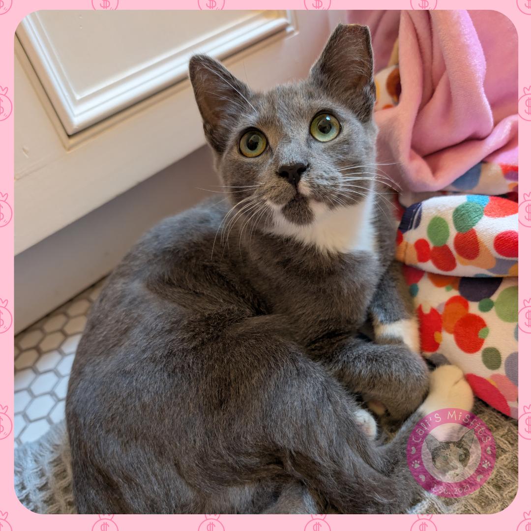 Enlarge Jade, a ADOPTABLE Domestic Short Hair in Santa Ana, CA image 3/6