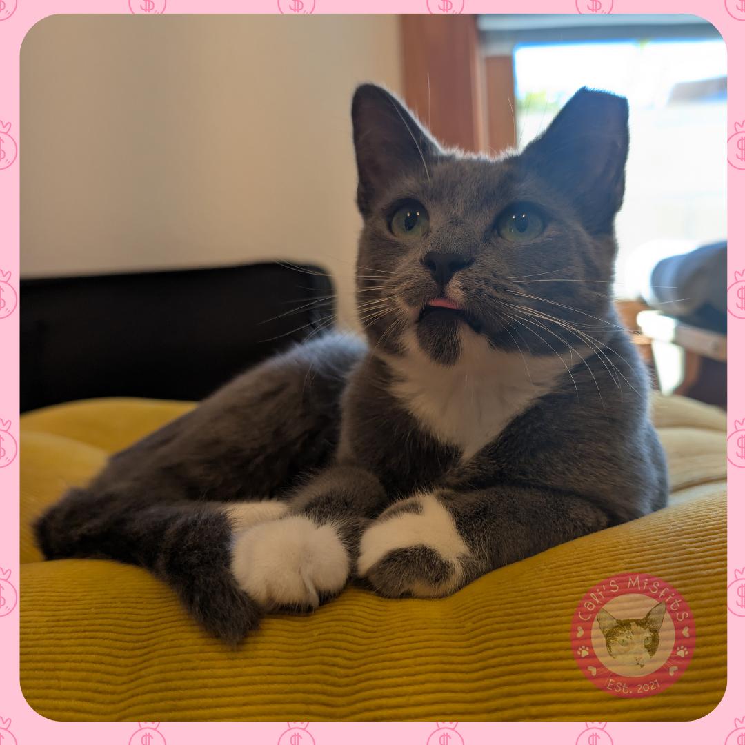 Enlarge Jade, a ADOPTABLE Domestic Short Hair in Santa Ana, CA image 2/6