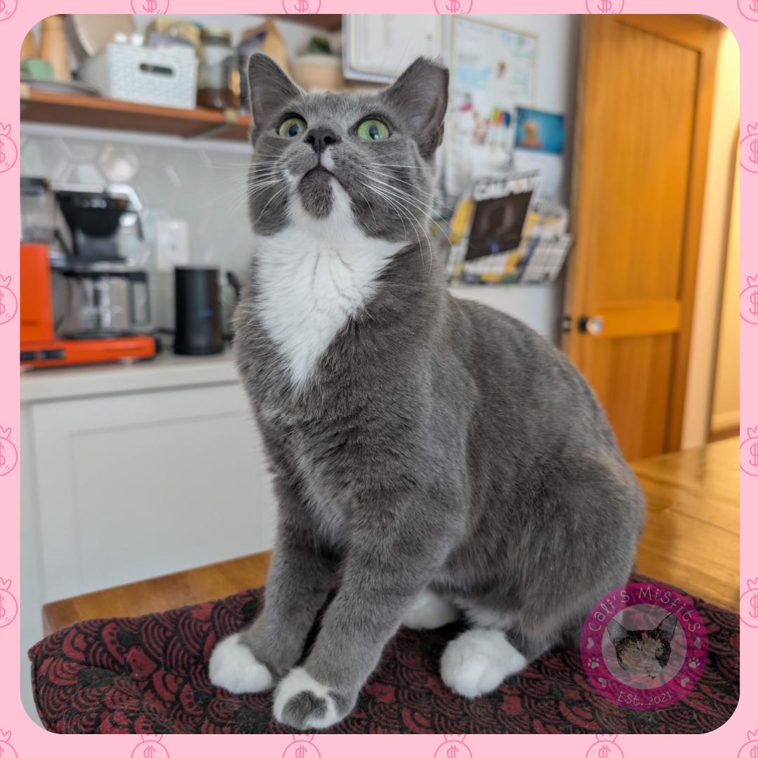 Enlarge Jade, a ADOPTABLE Domestic Short Hair in Santa Ana, CA image 4/6