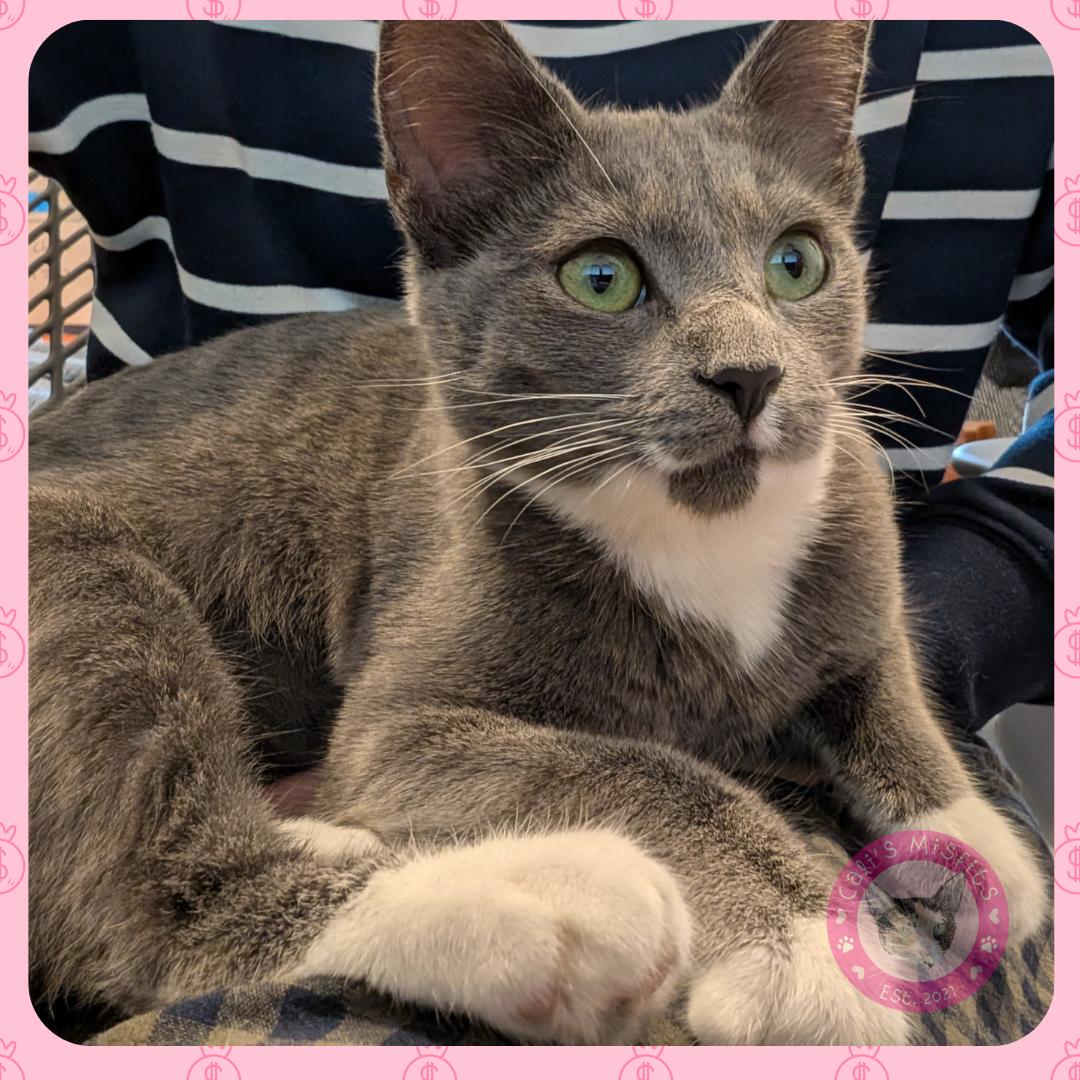 Enlarge Jade, a ADOPTABLE Domestic Short Hair in Santa Ana, CA image 1/6