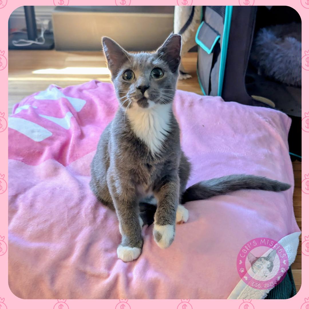 Enlarge Jade, a ADOPTABLE Domestic Short Hair in Santa Ana, CA image 6/6