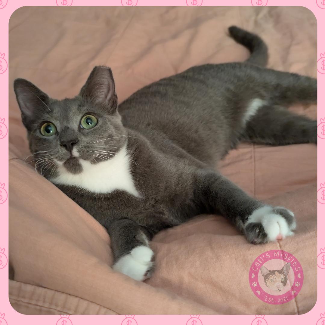 Enlarge Jade, a ADOPTABLE Domestic Short Hair in Santa Ana, CA image 5/6