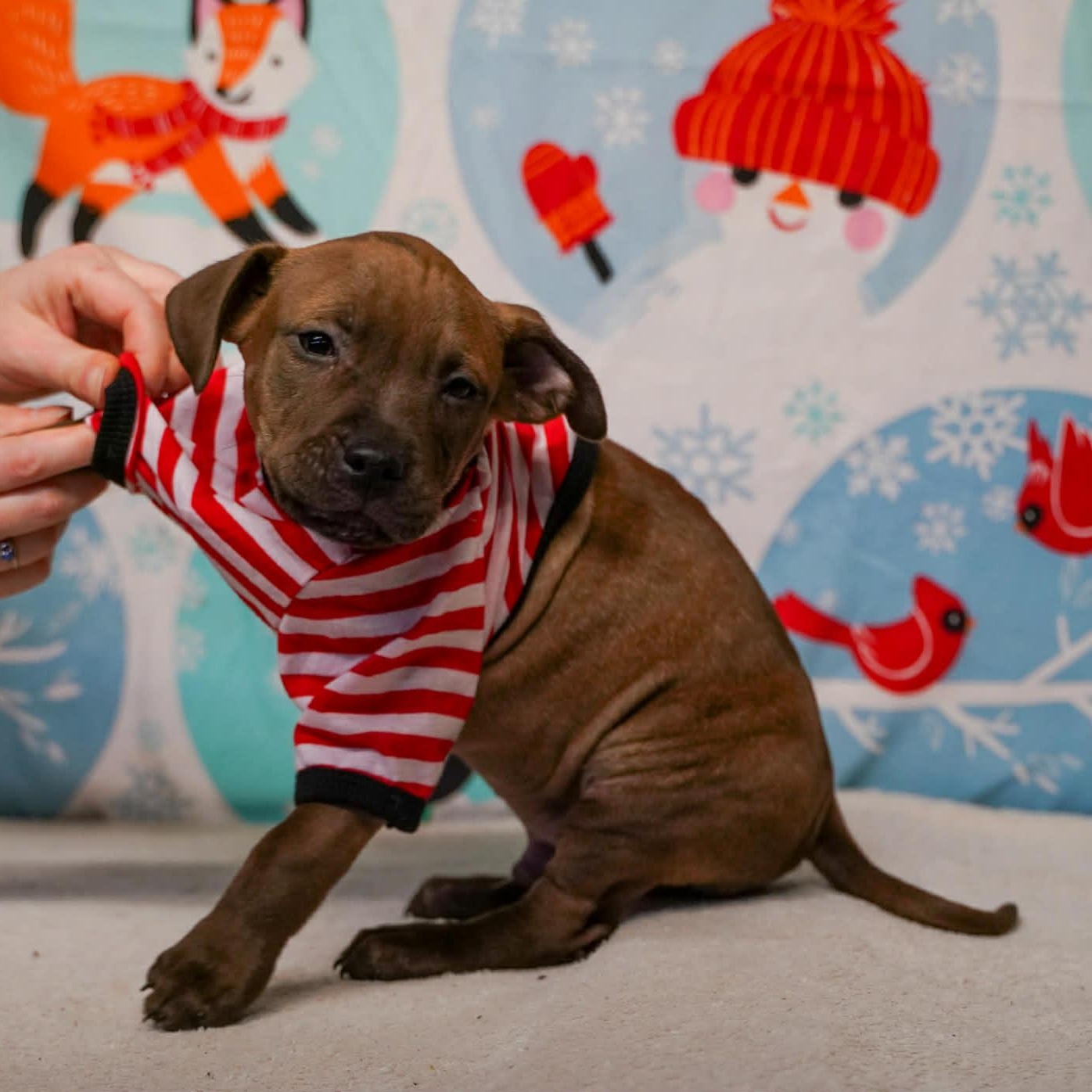 Hook- From the Fastener 11, a ADOPTABLE mixed breed in Kentwood, MI image 1/5