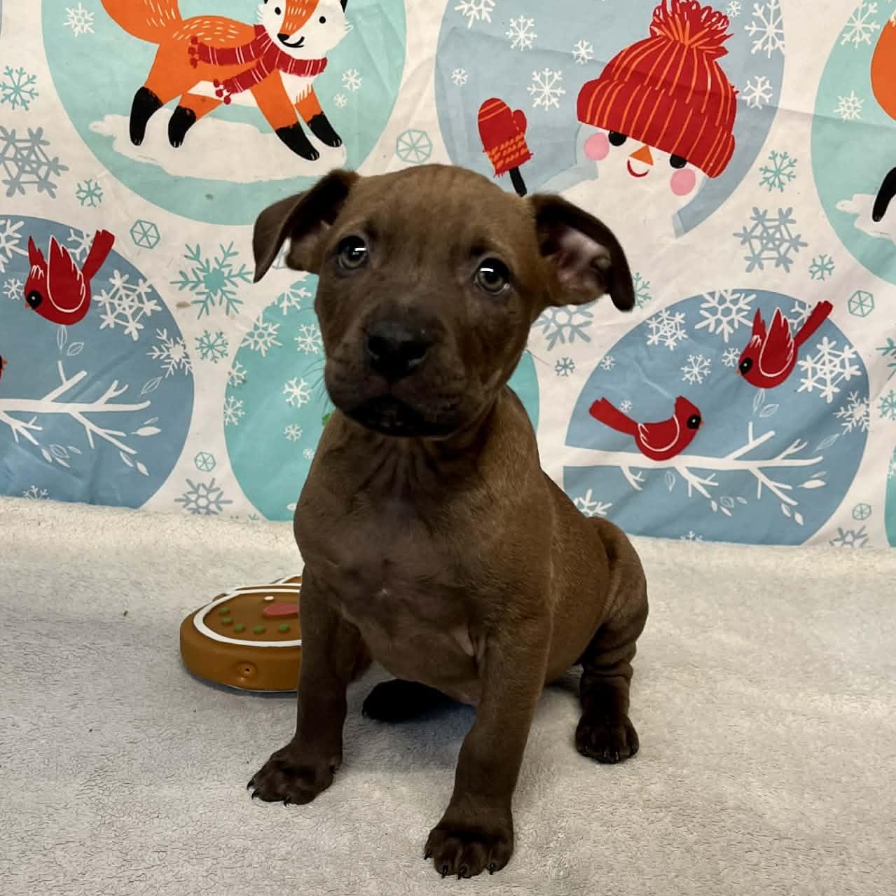 Hook- From the Fastener 11, a ADOPTABLE mixed breed in Kentwood, MI image 3/5