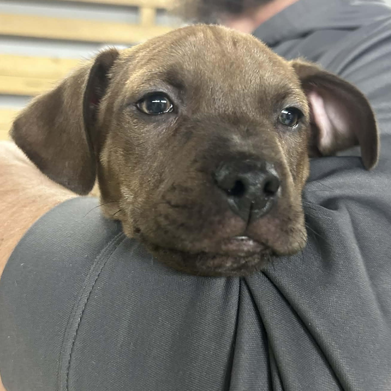 Hook- From the Fastener 11, a ADOPTABLE mixed breed in Kentwood, MI image 5/5