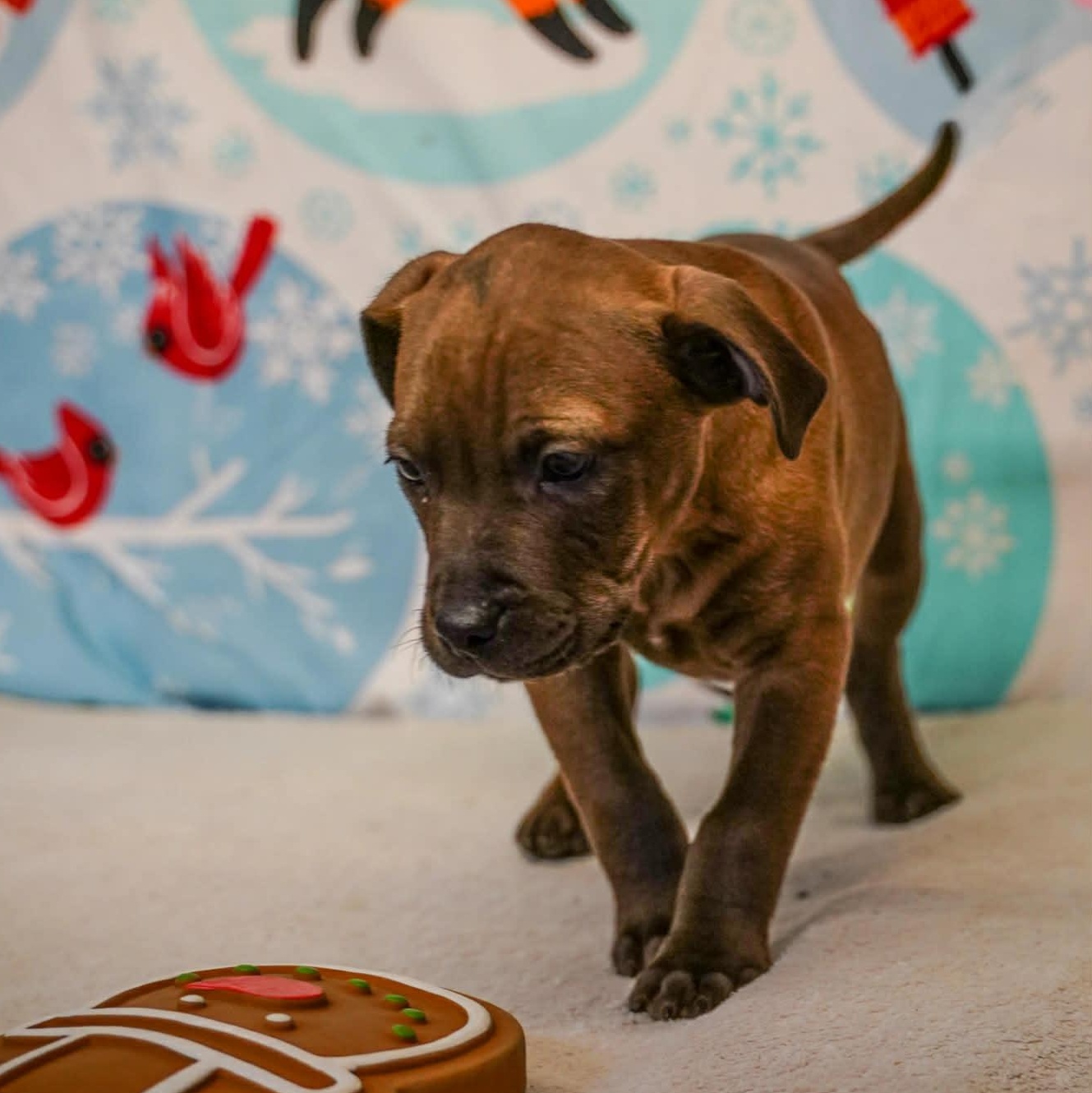 Hook- From the Fastener 11, a ADOPTABLE mixed breed in Kentwood, MI image 2/5