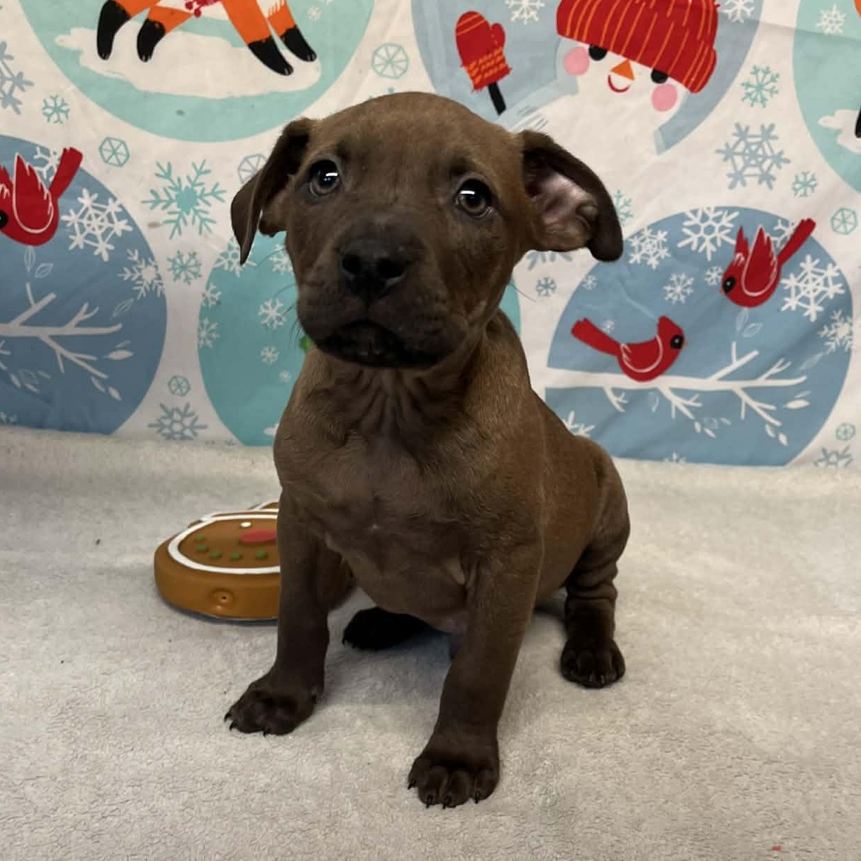 Hook- From the Fastener 11, a ADOPTABLE mixed breed in Kentwood, MI image 4/5