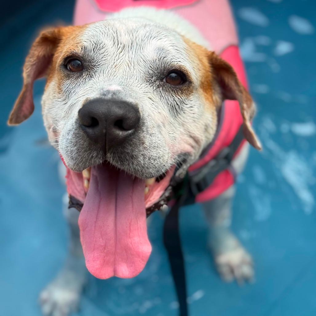 Mudkip, Adoptable, Adult Male Mixed Breed.