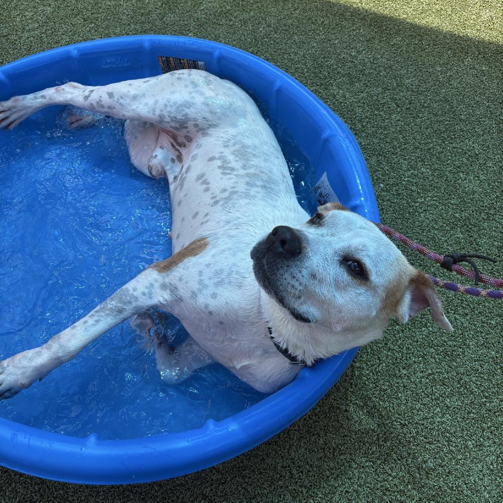 Enlarge Mudkip, a Adoptable Mixed Breed in Greensboro, NC image 2/5