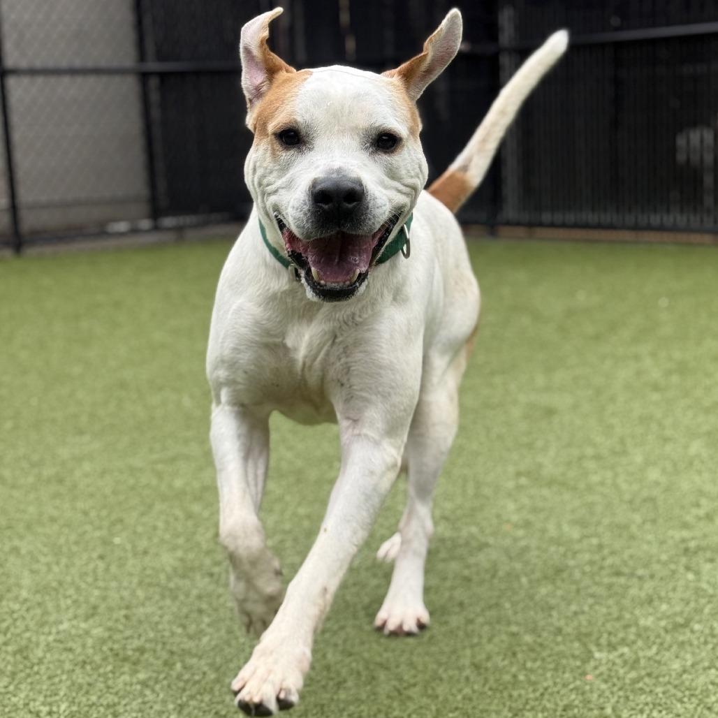 Mudkip, a Adoptable Mixed Breed in Greensboro, NC image 2/6