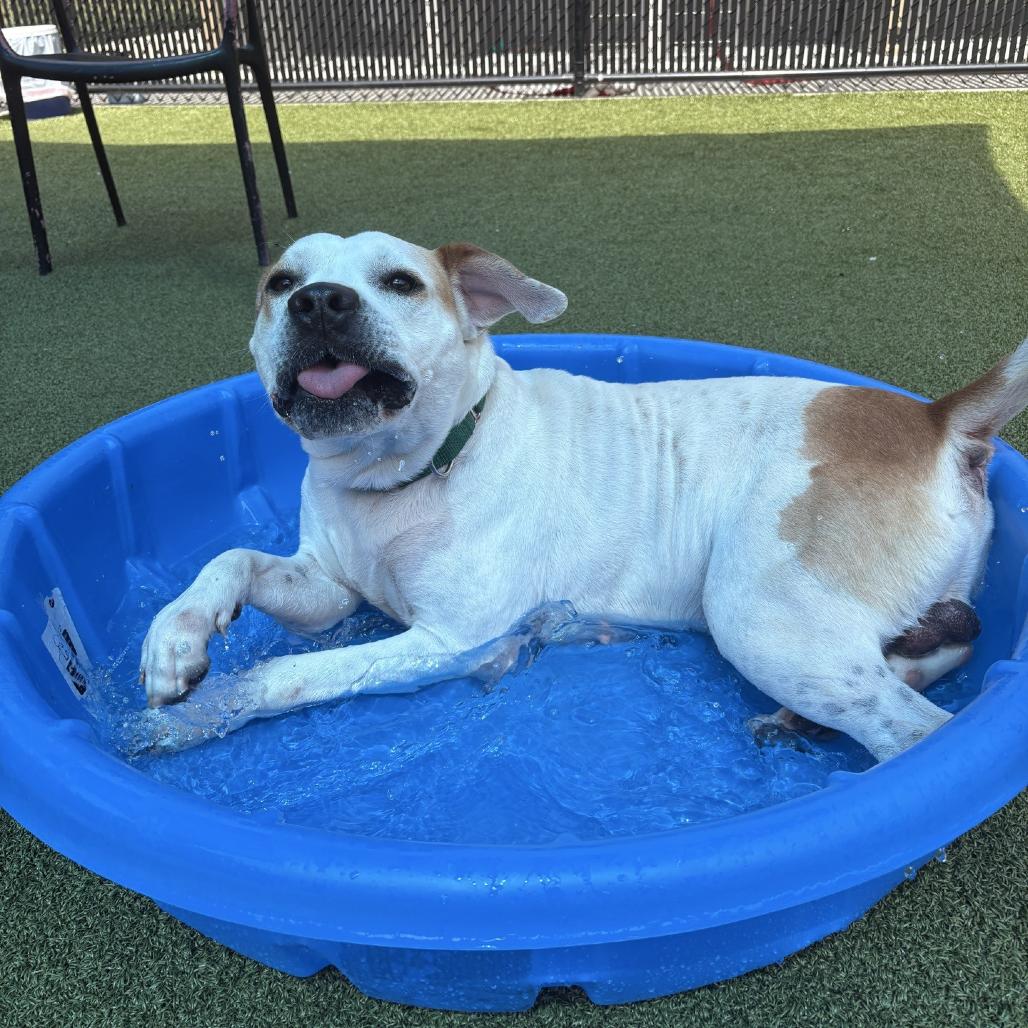 Enlarge Mudkip, a Adoptable Mixed Breed in Greensboro, NC image 3/5