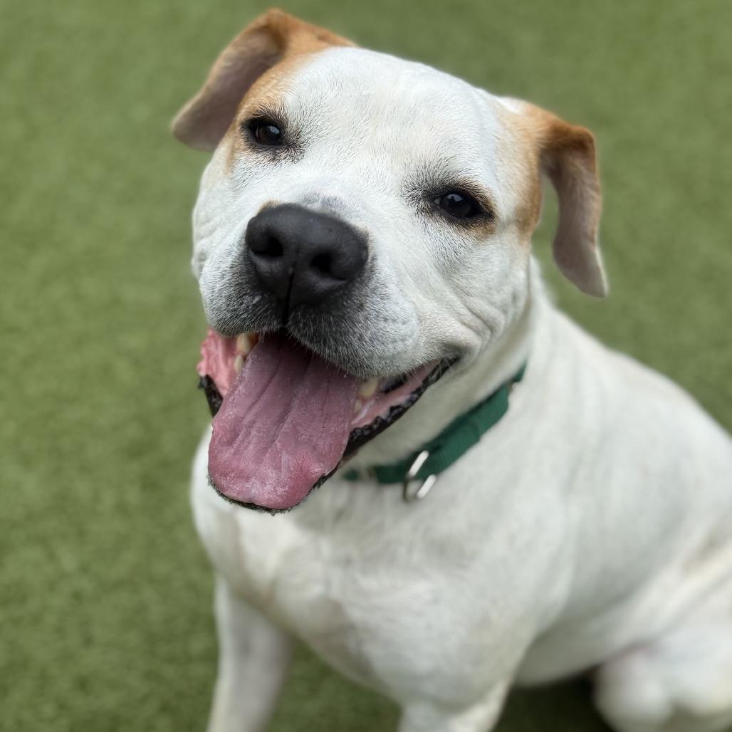 Mudkip, a Adoptable Mixed Breed in Greensboro, NC image 3/6