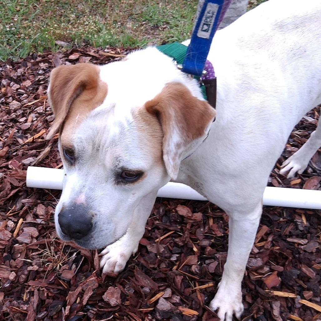 Mudkip, a Adoptable Mixed Breed in Greensboro, NC image 4/6