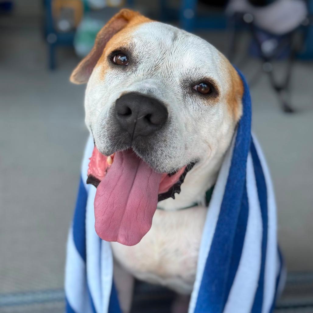 Enlarge Mudkip, a Adoptable Mixed Breed in Greensboro, NC image 5/5