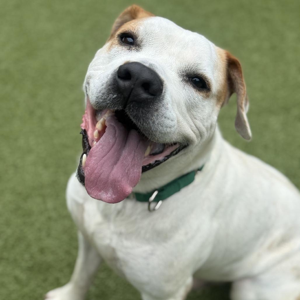 Mudkip, a Adoptable Mixed Breed in Greensboro, NC image 5/6