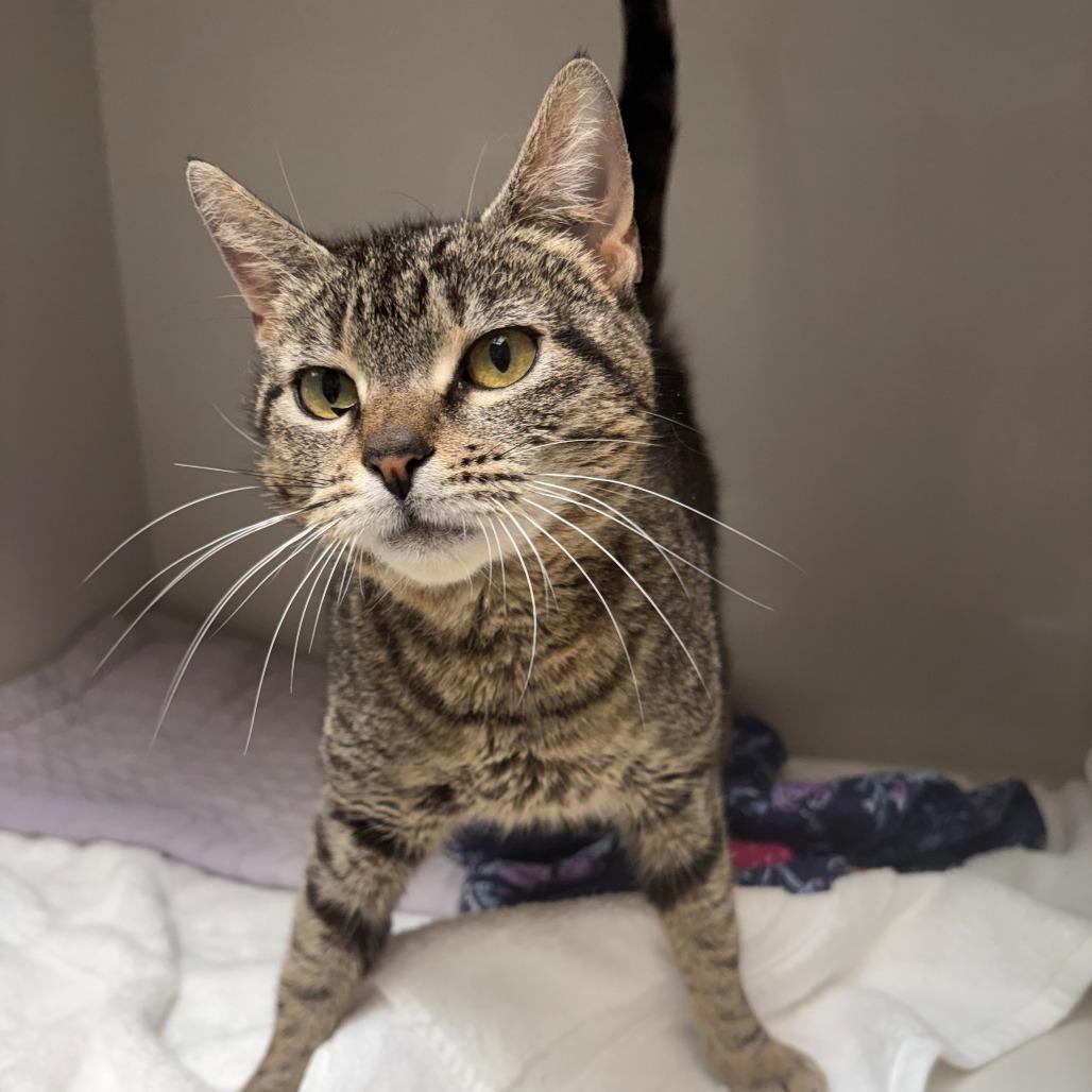 Heather, Adoptable, Adult Female Domestic Short Hair.