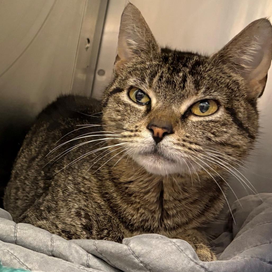Enlarge Heather, a Adoptable Domestic Short Hair in East Hanover, NJ image 2/6