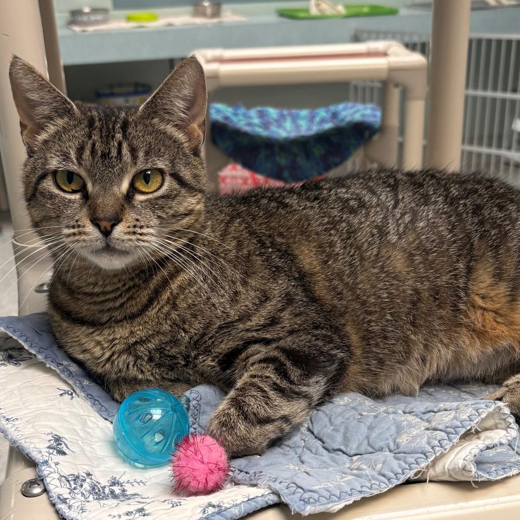 Heather, a Adoptable Domestic Short Hair in East Hanover, NJ image 3/6