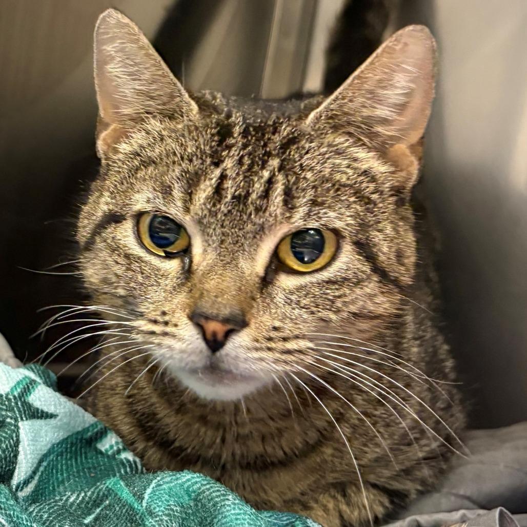 Enlarge Heather, a Adoptable Domestic Short Hair in East Hanover, NJ image 3/6