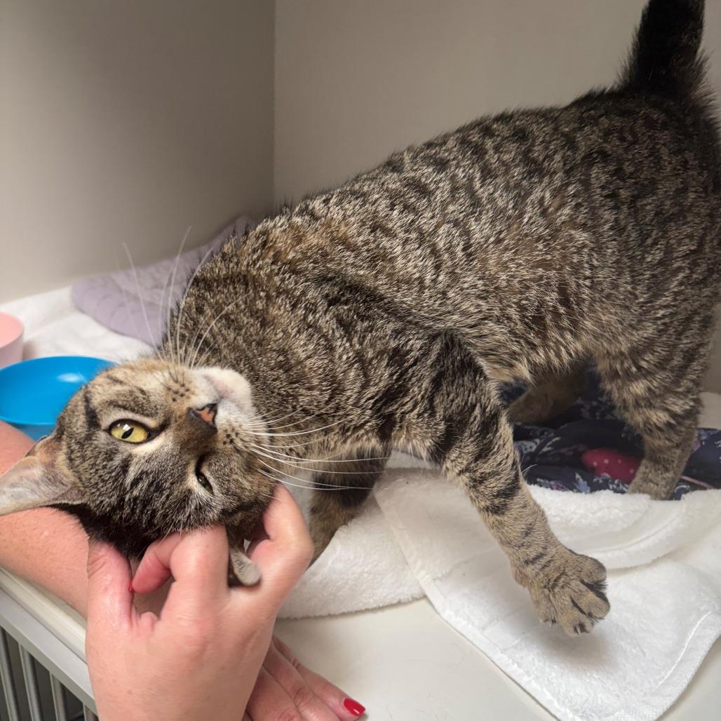 Enlarge Heather, a Adoptable Domestic Short Hair in East Hanover, NJ image 4/6