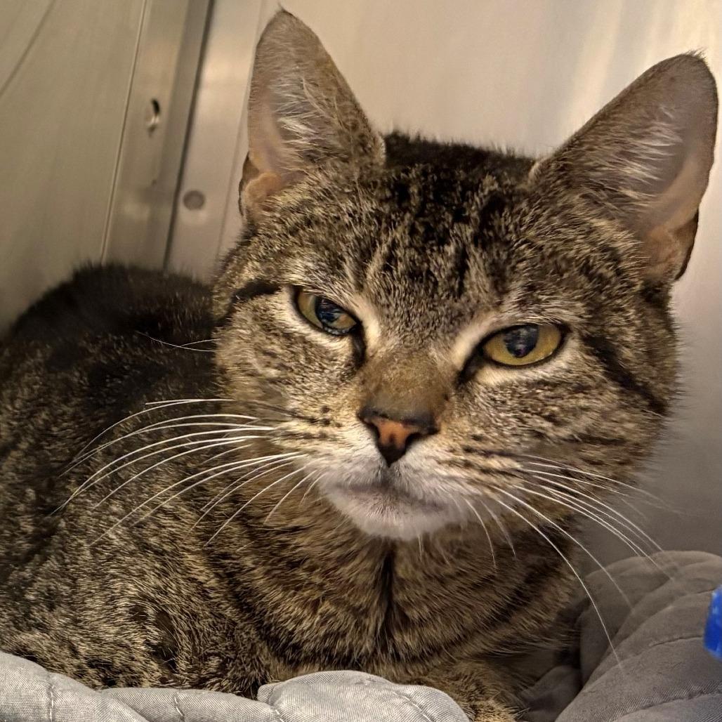 Enlarge Heather, a Adoptable Domestic Short Hair in East Hanover, NJ image 5/6