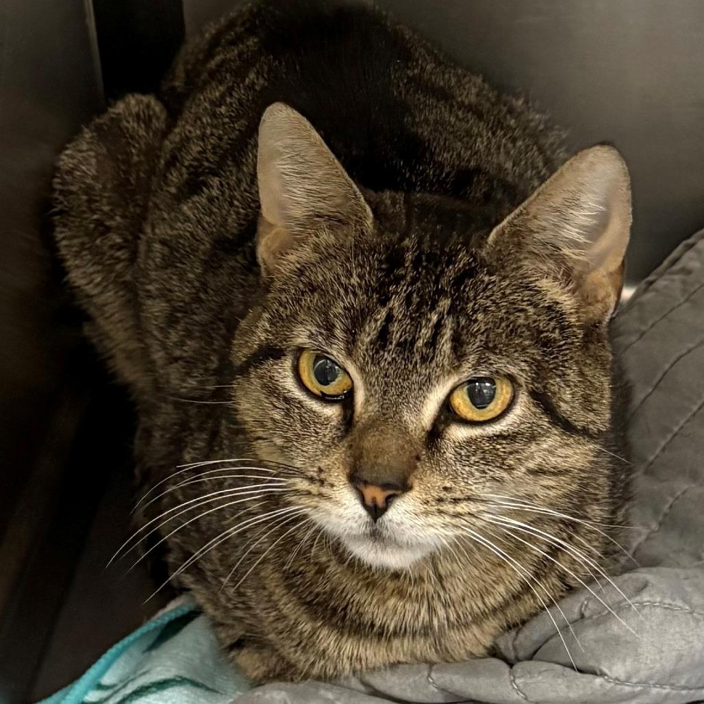 Enlarge Heather, a Adoptable Domestic Short Hair in East Hanover, NJ image 6/6