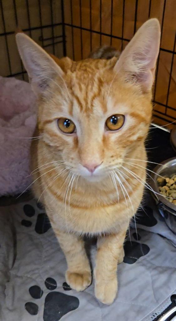 Rusty, Adoptable, Kitten Male Domestic Short Hair.