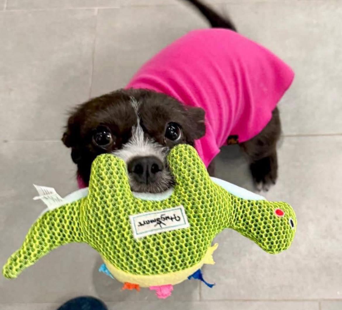 Enlarge Truffles, a Adoptable mixed breed in Rockwall, TX image 6/6