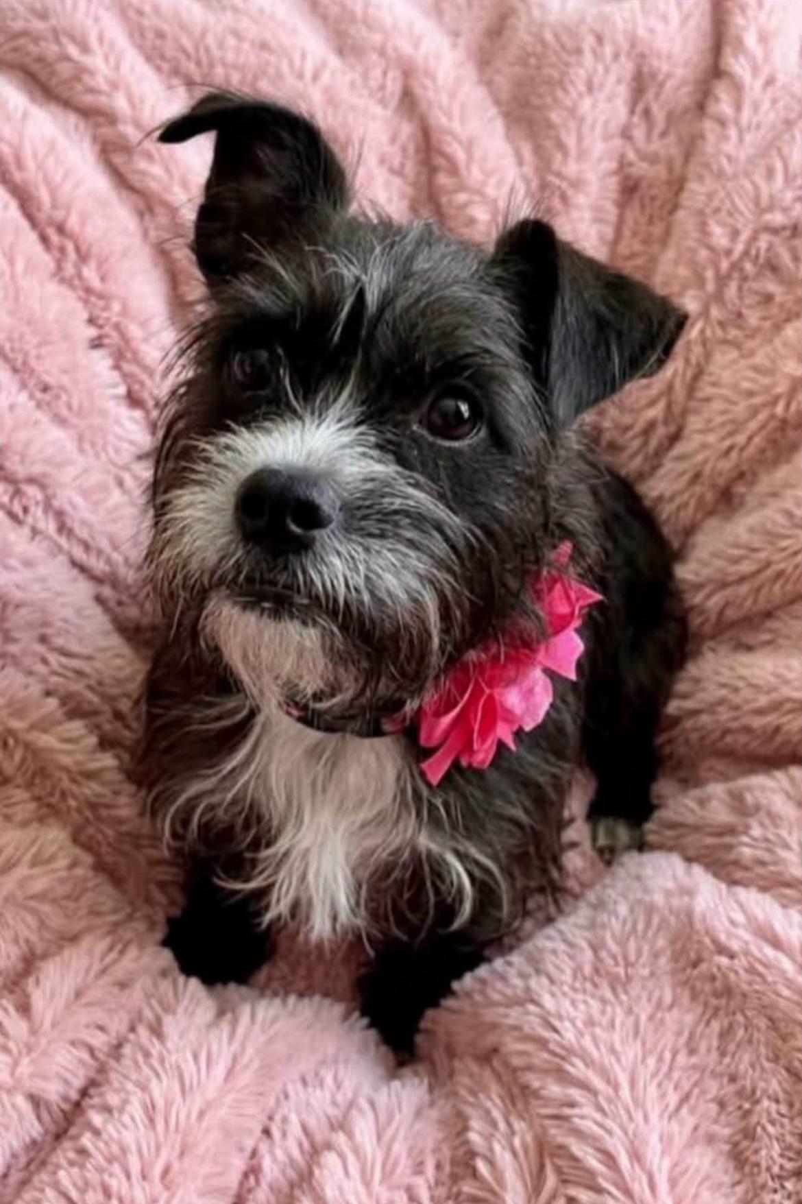 Truffles, Adoptable, Young Female Terrier.