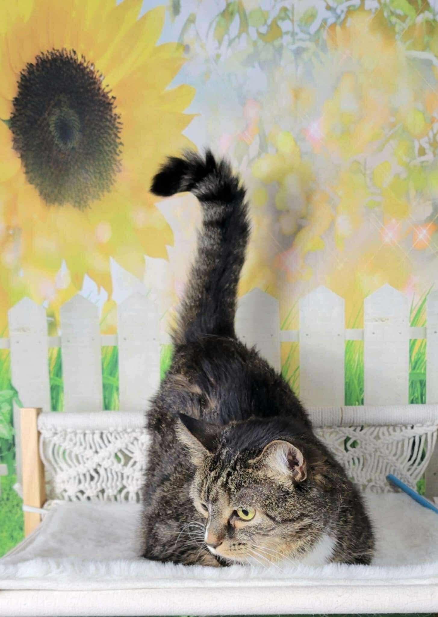 Mini Me, an adoptable mixed breed in Greensburg, PA image 3/6