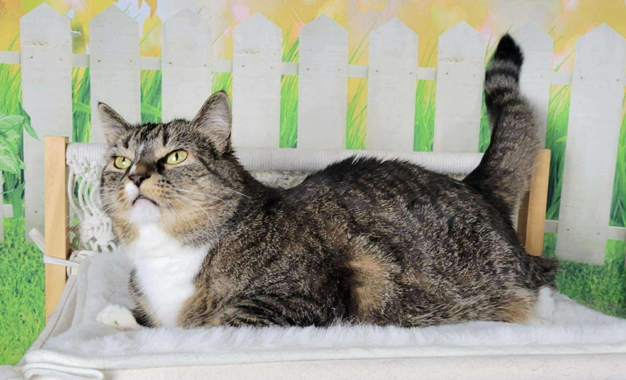 Mini Me, an adoptable mixed breed in Greensburg, PA image 4/6