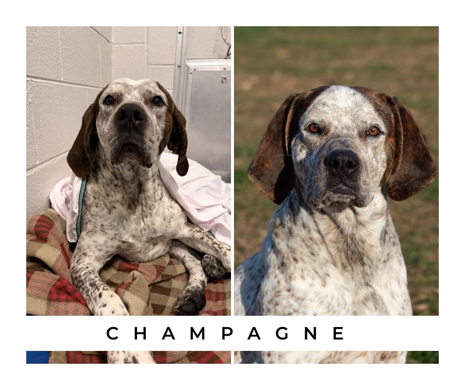 Champagne, adoptable, Adult Male German Shorthaired Pointer.