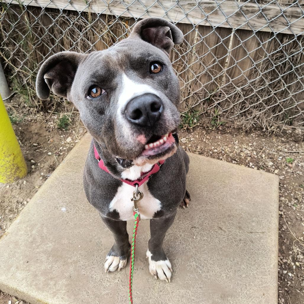 Vinnie — thumbnail 2