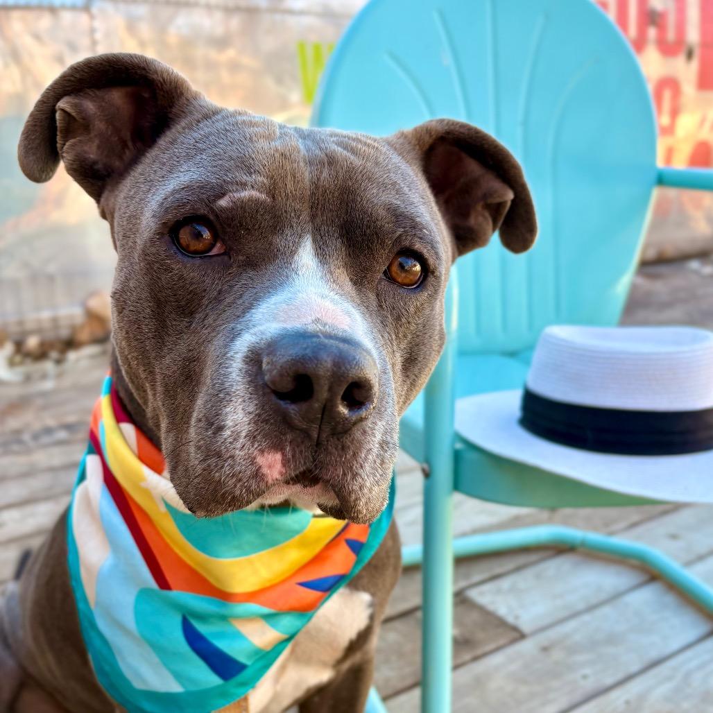 Vinnie — thumbnail 3