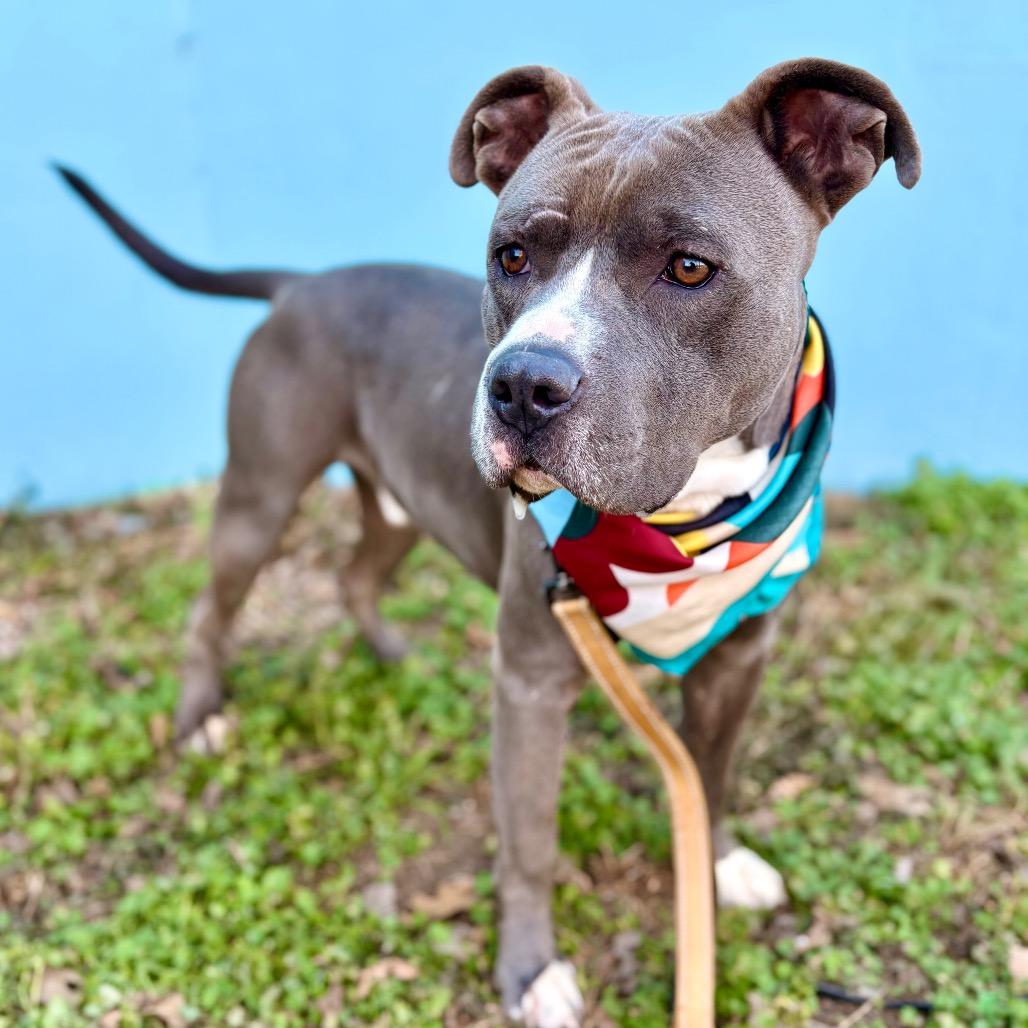 Vinnie — thumbnail 4