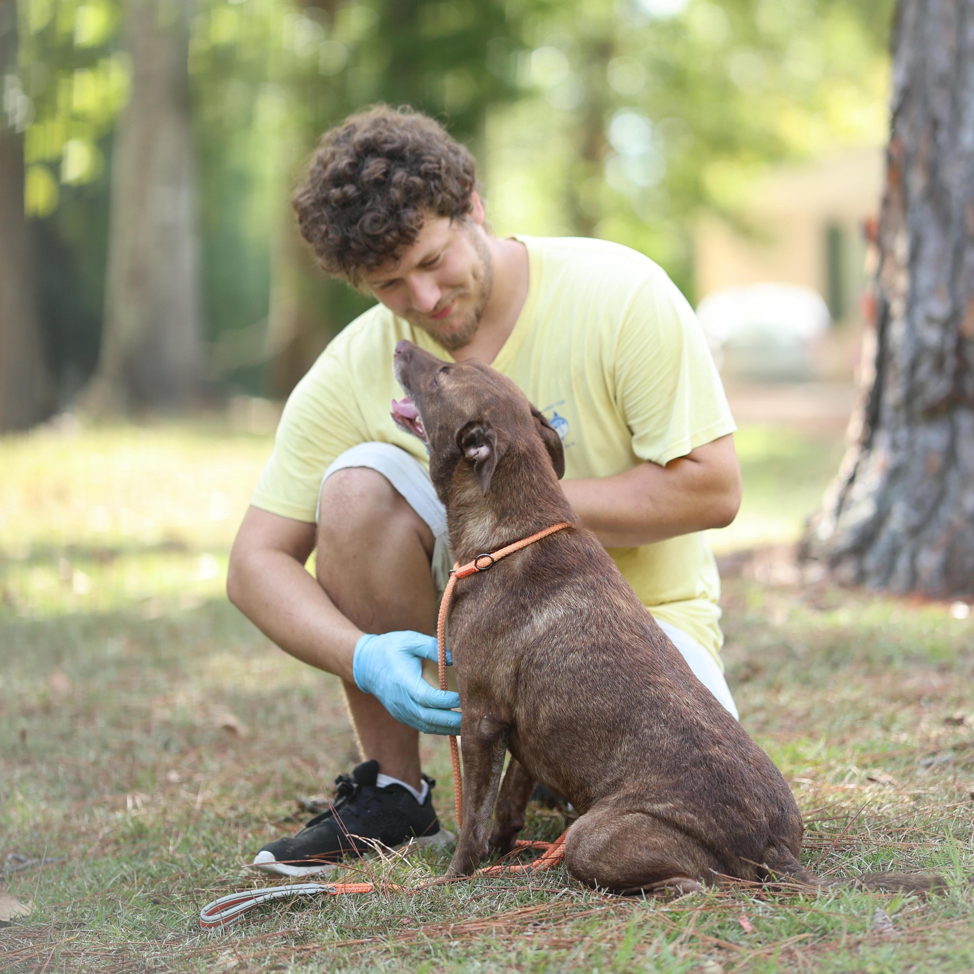 Enlarge Noble, a Adoptable mixed breed in Brattleboro, VT image 2/4