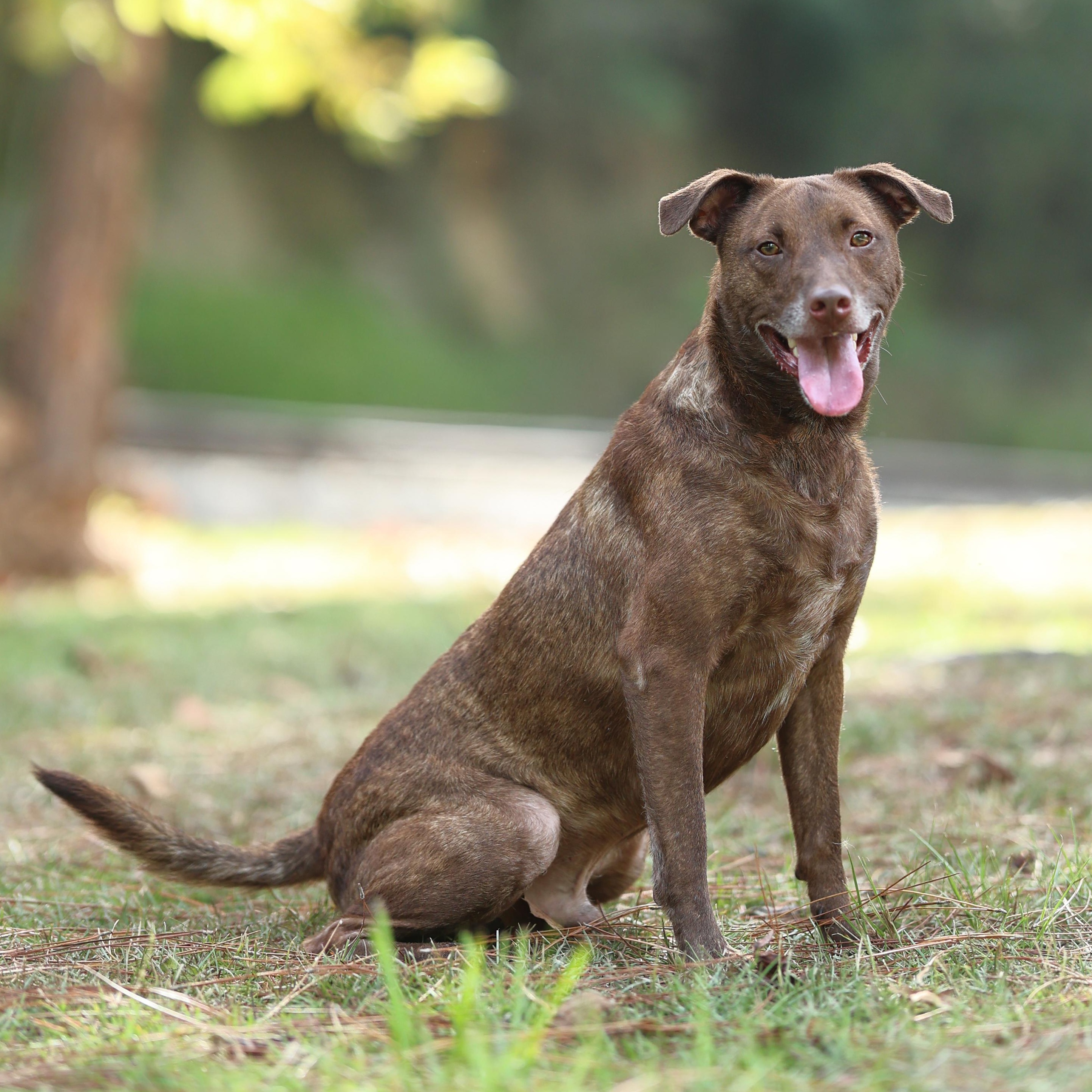 Noble, Adoptable, Senior Male Chocolate Labrador Retriever & Labrador Retriever.