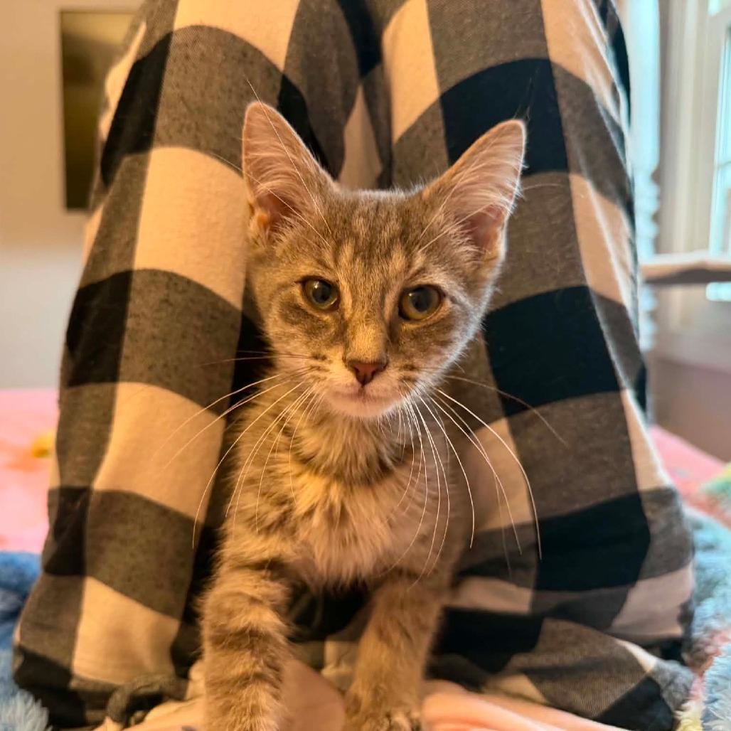 Enlarge Prosciutto, a Adoptable Domestic Short Hair in Ephrata, PA image 1/2