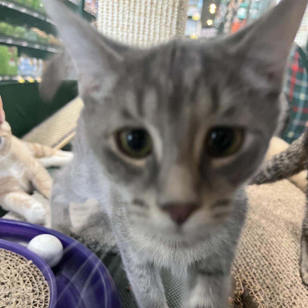 Enlarge Prosciutto, a Adoptable Domestic Short Hair in Ephrata, PA image 2/2