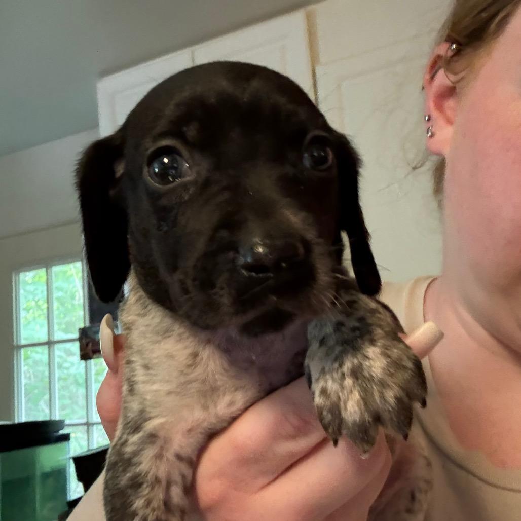 Enlarge Berkeley, a Adoptable mixed breed in Rockville, MD image 1/2