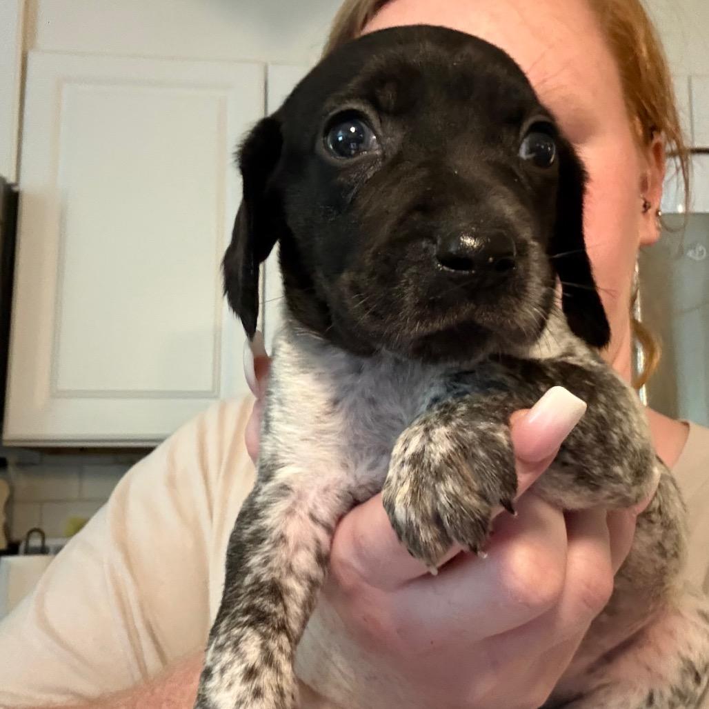 Enlarge Berkeley, a Adoptable mixed breed in Rockville, MD image 2/2