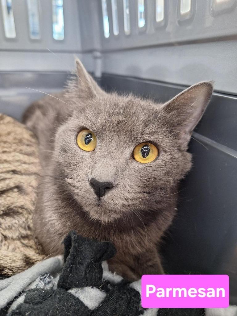 Parmesan, Adoptable, Young Female Domestic Short Hair.