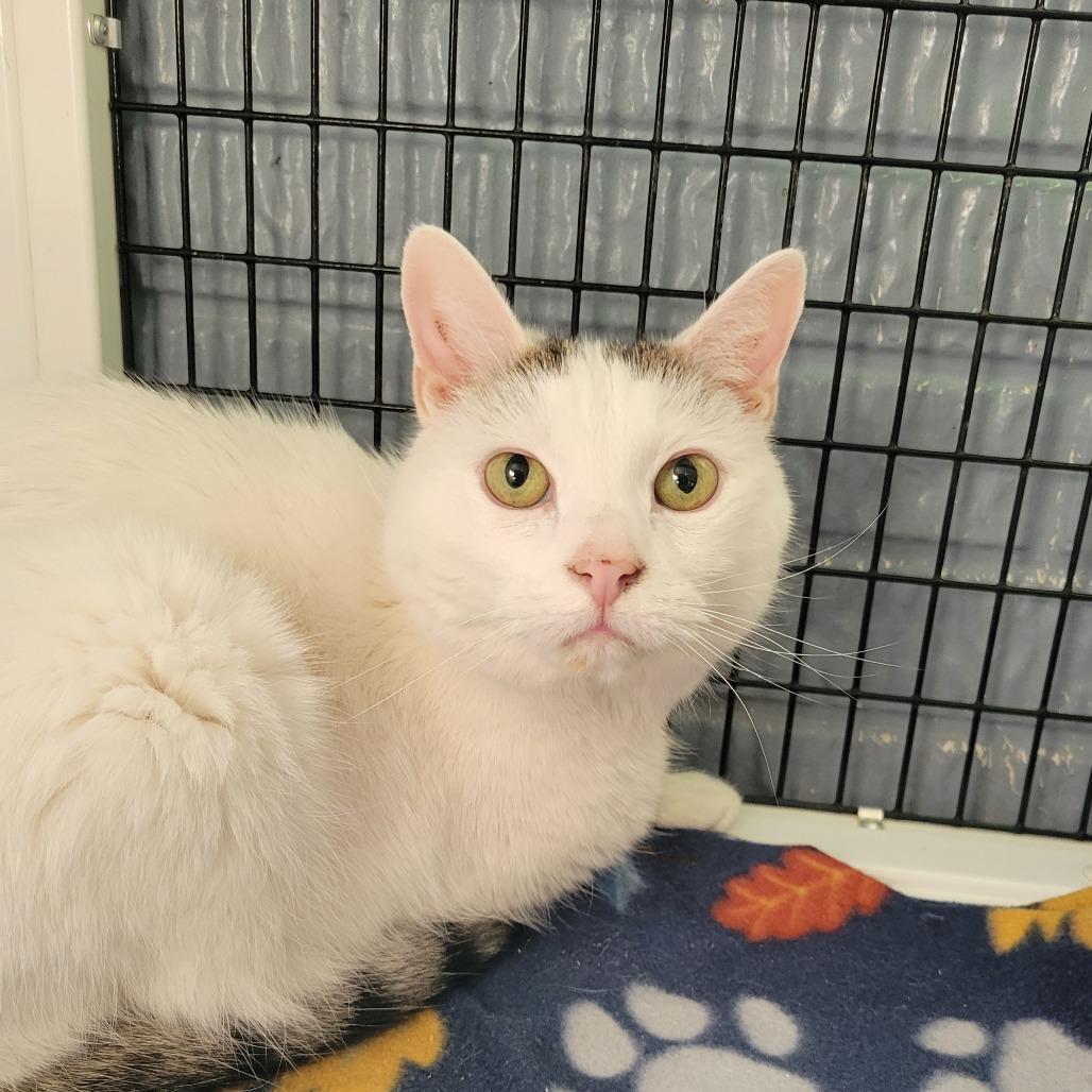 Handsome, Adoptable, Senior Male Domestic Short Hair.